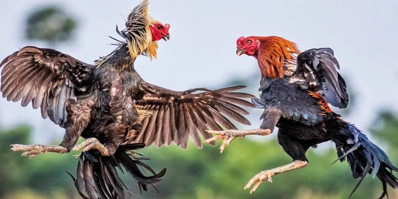Đá Gà Bên Cam - Mãn Nhãn Với Những Trận Đấu Nảy Lửa