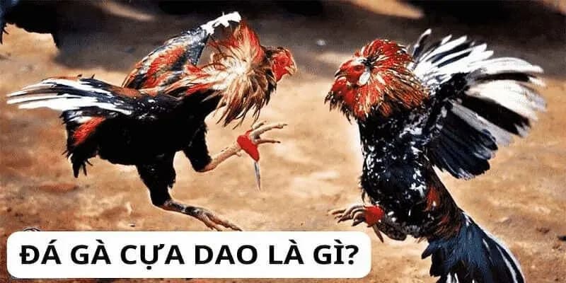 Đá Gà Cựa Dao S666 - Thỏa Mãn Niềm Đam Mê Của Các Kê Sư