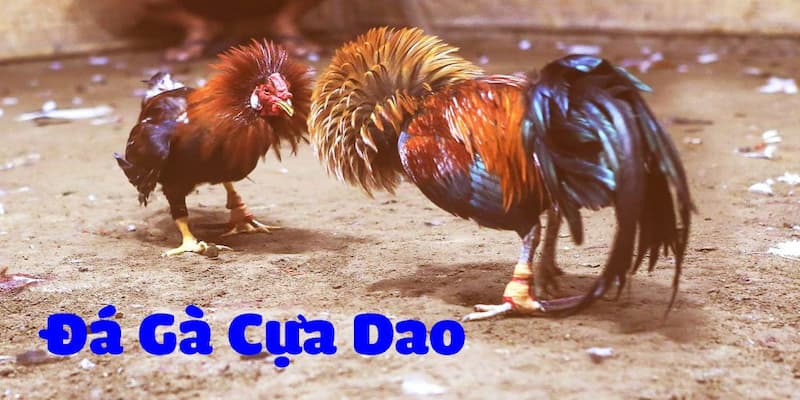 Đá Gà Cựa Dao S666 - Thỏa Mãn Niềm Đam Mê Của Các Kê Sư