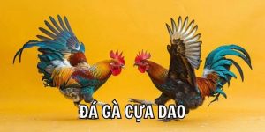 Đá Gà S666: Lựa Chọn Hàng Đầu Của Dân Chơi Mê Đối Kháng