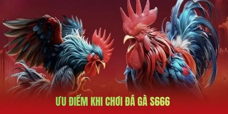 Đá Gà S666: Lựa Chọn Hàng Đầu Của Dân Chơi Mê Đối Kháng
